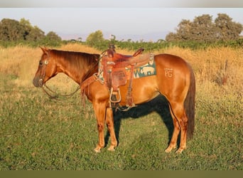 American Quarter Horse, Stute, 11 Jahre, 145 cm, Dunkelfuchs