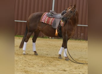 American Quarter Horse, Stute, 11 Jahre, 145 cm, Dunkelfuchs