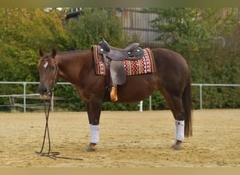 American Quarter Horse, Stute, 11 Jahre, 145 cm, Dunkelfuchs