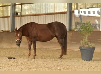 American Quarter Horse, Stute, 11 Jahre, 145 cm, Dunkelfuchs