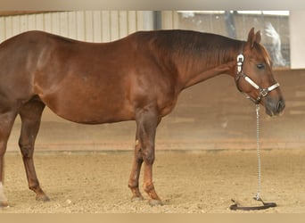 American Quarter Horse, Stute, 11 Jahre, 145 cm, Dunkelfuchs