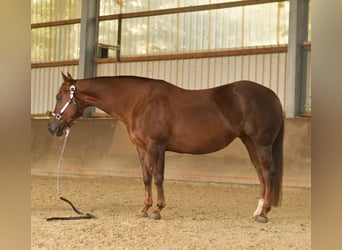 American Quarter Horse, Stute, 11 Jahre, 145 cm, Dunkelfuchs
