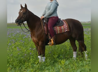 American Quarter Horse, Stute, 11 Jahre, 145 cm, Dunkelfuchs