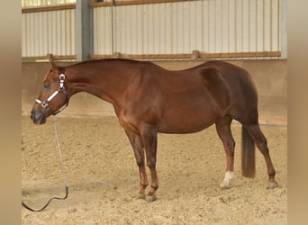 American Quarter Horse, Stute, 11 Jahre, 145 cm, Dunkelfuchs