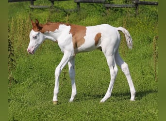 American Quarter Horse, Stute, 11 Jahre, 147 cm, Brauner
