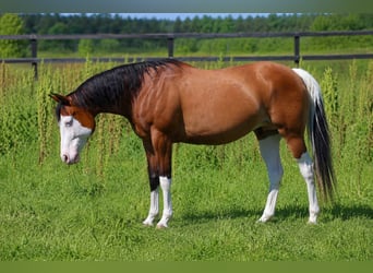 American Quarter Horse, Stute, 11 Jahre, 147 cm, Brauner