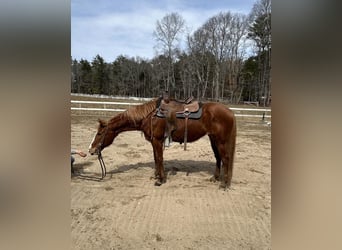 American Quarter Horse, Stute, 11 Jahre, 147 cm, Dunkelfuchs