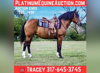 American Quarter Horse, Stute, 11 Jahre, 147 cm, Rotbrauner
