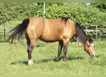 American Quarter Horse, Stute, 11 Jahre, 148 cm, Buckskin