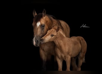American Quarter Horse, Stute, 11 Jahre, 148 cm, Buckskin