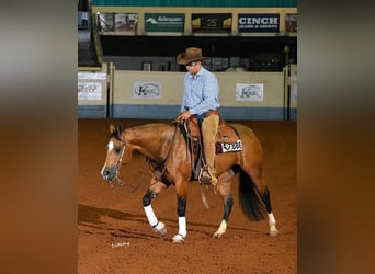 American Quarter Horse, Stute, 11 Jahre, 148 cm, Buckskin