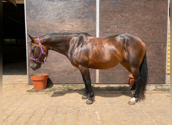 American Quarter Horse, Stute, 11 Jahre, 150 cm, Brauner