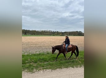 American Quarter Horse, Stute, 11 Jahre, 150 cm, Brauner