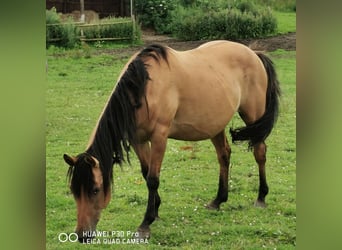 American Quarter Horse, Stute, 11 Jahre, 150 cm, Falbe