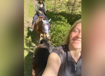 American Quarter Horse Mix, Stute, 11 Jahre, 150 cm, Fuchs