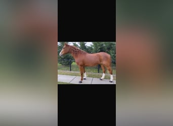 American Quarter Horse Mix, Stute, 11 Jahre, 150 cm, Fuchs
