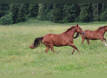 American Quarter Horse, Stute, 11 Jahre, 150 cm, Fuchs