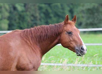 American Quarter Horse, Stute, 11 Jahre, 150 cm, Fuchs