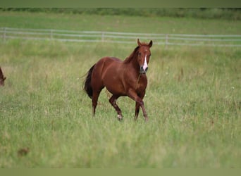 American Quarter Horse, Stute, 11 Jahre, 150 cm, Fuchs