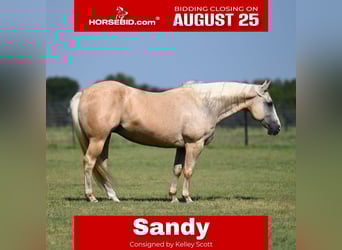 American Quarter Horse, Stute, 11 Jahre, 150 cm, Palomino