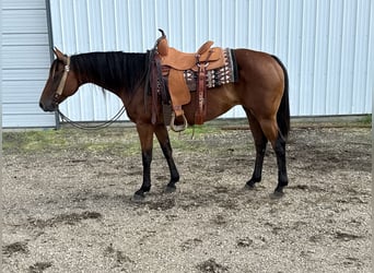 American Quarter Horse, Stute, 11 Jahre, 150 cm, Rotbrauner