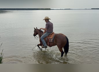 American Quarter Horse, Stute, 11 Jahre, 150 cm, Rotbrauner