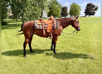 American Quarter Horse, Stute, 11 Jahre, 150 cm, Rotbrauner