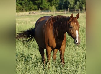 American Quarter Horse, Stute, 11 Jahre, 150 cm