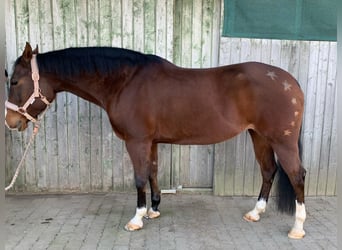 American Quarter Horse, Stute, 11 Jahre, 152 cm, Brauner