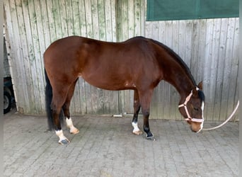 American Quarter Horse, Stute, 11 Jahre, 152 cm, Brauner