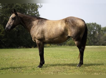 American Quarter Horse, Stute, 11 Jahre, 152 cm, Buckskin