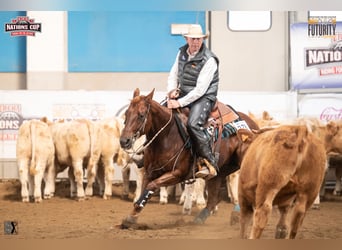 American Quarter Horse, Stute, 11 Jahre, 152 cm, Dunkelfuchs