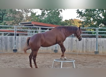 American Quarter Horse, Stute, 11 Jahre, 152 cm, Fuchs