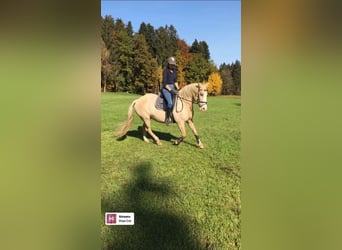 American Quarter Horse, Stute, 11 Jahre, 152 cm, Palomino