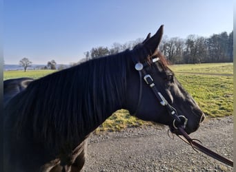 American Quarter Horse, Stute, 11 Jahre, 152 cm, Rappe