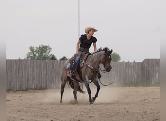 American Quarter Horse, Stute, 11 Jahre, 152 cm, Roan-Bay