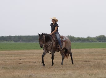 American Quarter Horse, Stute, 11 Jahre, 152 cm, Roan-Bay