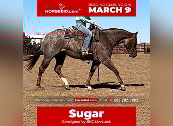 American Quarter Horse, Stute, 11 Jahre, 152 cm, Roan-Red