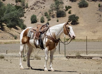 American Quarter Horse, Stute, 11 Jahre, 152 cm, Tobiano-alle-Farben