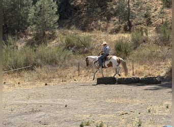 American Quarter Horse, Stute, 11 Jahre, 152 cm, Tobiano-alle-Farben