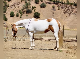 American Quarter Horse, Stute, 11 Jahre, 152 cm, Tobiano-alle-Farben