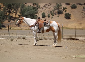 American Quarter Horse, Stute, 11 Jahre, 152 cm, Tobiano-alle-Farben