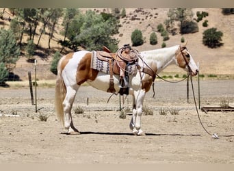 American Quarter Horse, Stute, 11 Jahre, 152 cm, Tobiano-alle-Farben