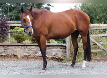 American Quarter Horse, Stute, 11 Jahre, 155 cm, Brauner