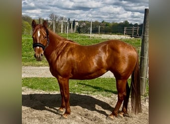 American Quarter Horse, Stute, 11 Jahre, 155 cm, Dunkelfuchs