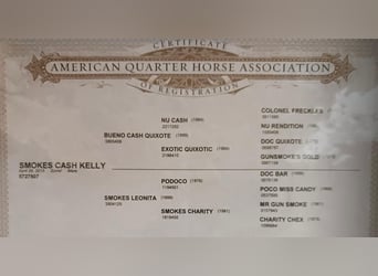 American Quarter Horse, Stute, 11 Jahre, 155 cm, Dunkelfuchs