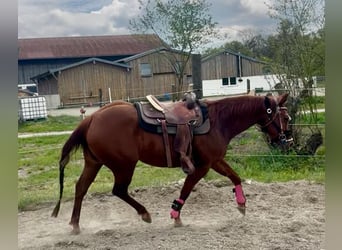 American Quarter Horse, Stute, 11 Jahre, 155 cm, Dunkelfuchs