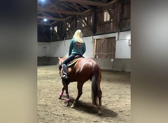 American Quarter Horse, Stute, 11 Jahre, 155 cm, Dunkelfuchs