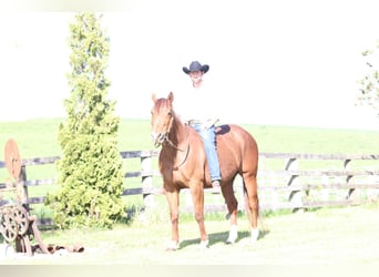 American Quarter Horse, Stute, 11 Jahre, 155 cm, Fuchs