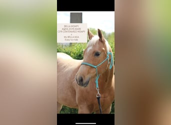 American Quarter Horse, Stute, 11 Jahre, 155 cm, Palomino